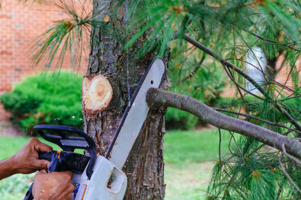 Elk Grove Village, IL Tree Removal and Landscaping Services Company